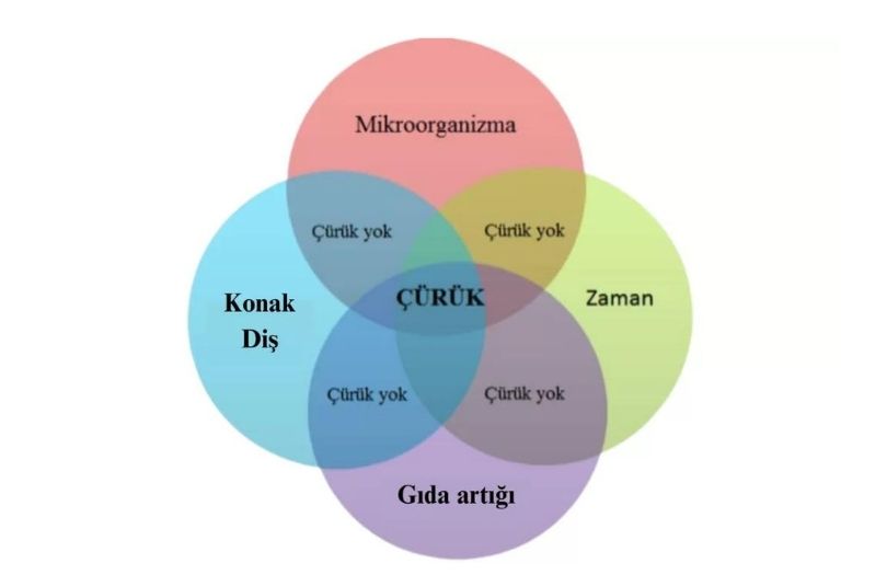 Curuk olusma mekanizmasi Dr Bahadir Ugur Aylikci lamine Uzmani Implant Uzmani Dis eti Uzmani Periodontoloji Uzmani Gulus Tasarimi Uzmani