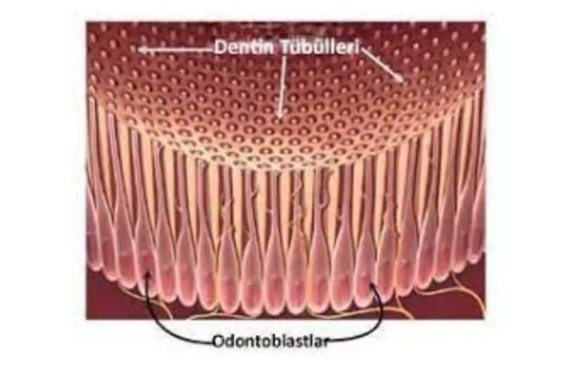 Dentin Tubulleri Dr Bahadir Ugur Aylikci lamine Uzmani Implant Uzmani Dis eti Uzmani Periodontoloji Uzmani Gulus Tasarimi Uzmani